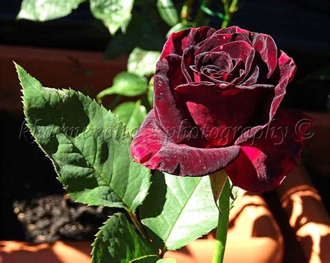 baccara rosen|baccararose shop.